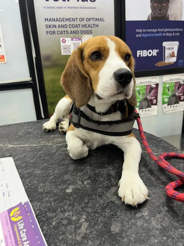 Beagle dog health checkup at veterinary clinic in Pune