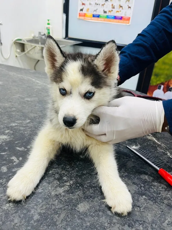Husky puppy grooming and examination at pet clinic Pune