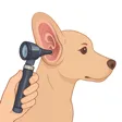 Ear culture and cytology icon