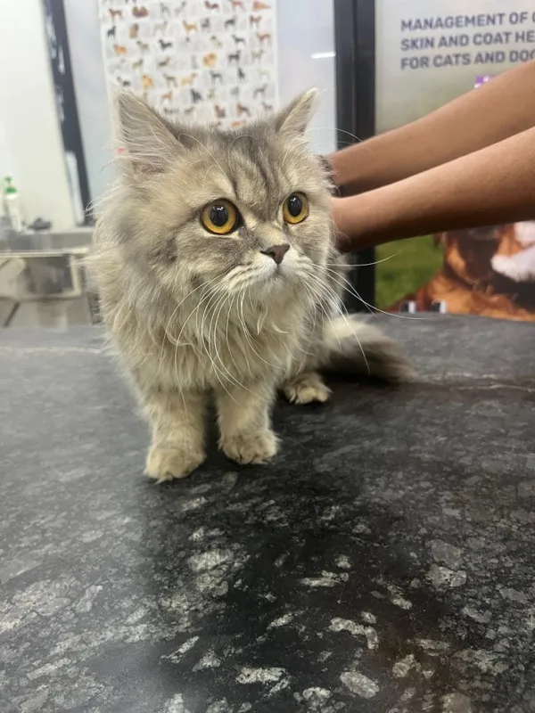 Persian cat health checkup at Life Care Animal Clinic Pune
